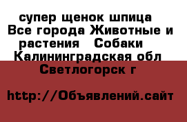 супер щенок шпица - Все города Животные и растения » Собаки   . Калининградская обл.,Светлогорск г.